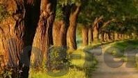 比分足球新浪-新浪比分，解锁足球世界的数字密码